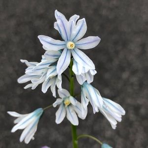 Meet your Posher, Vivian